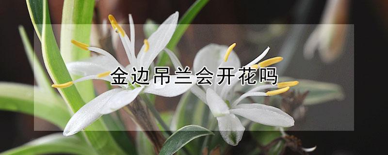 金边吊兰会开花吗 金边吊兰会开花吗?