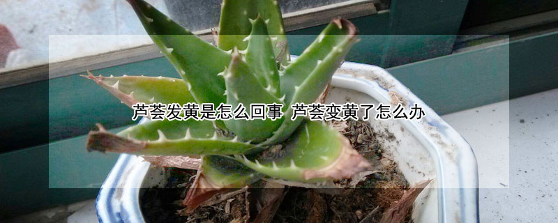 芦荟发黄是怎么回事 芦荟发黄是什么原因?