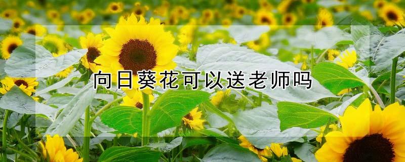 向日葵花可以送老师吗 向日葵花可以送老师吗?