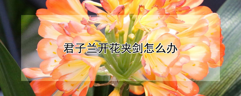 君子兰开花夹剑怎么办（君子兰开花夹箭怎么办后怎么办）