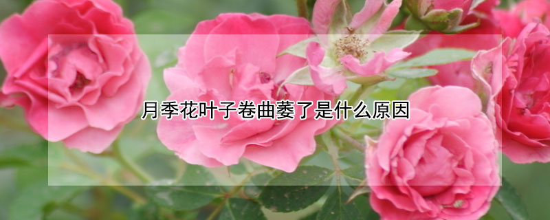 月季花叶子卷曲萎了是什么原因（月季花叶子卷曲萎了是什么原因造成的）