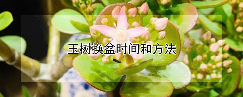 玉树换盆时间和方法（玉兰树什么时候移栽最好活）