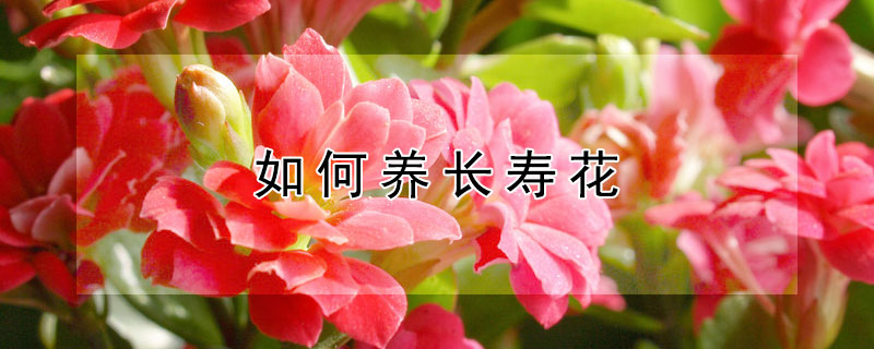 如何养长寿花（如何养长寿花视频）