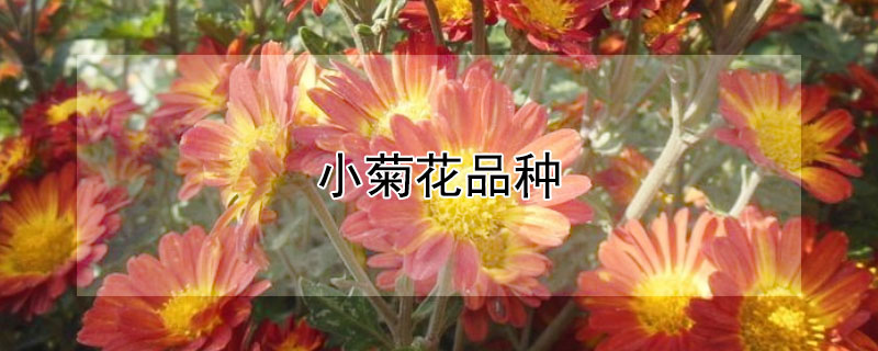 小菊花品种（小菊花品种大全及图片）