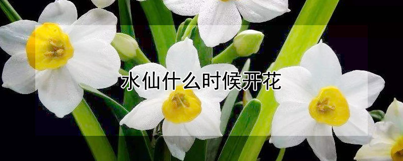 水仙什么时候开花（中国水仙什么时候开花）