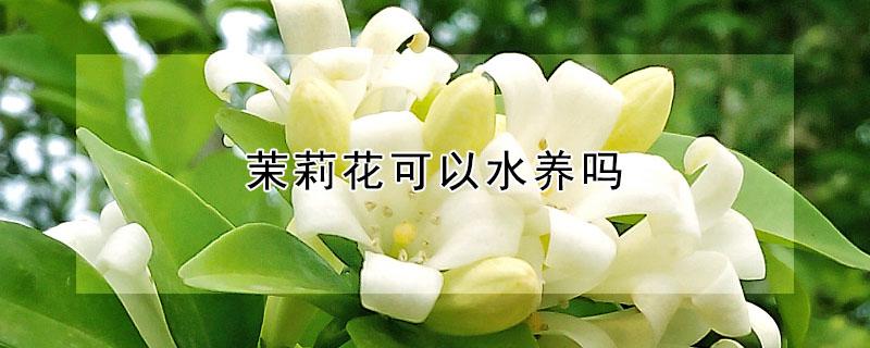 茉莉花可以水养吗（盆栽茉莉花怎么养家庭养法）