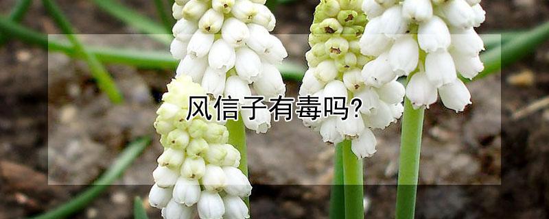 风信子有毒吗?（水培风信子有毒吗）