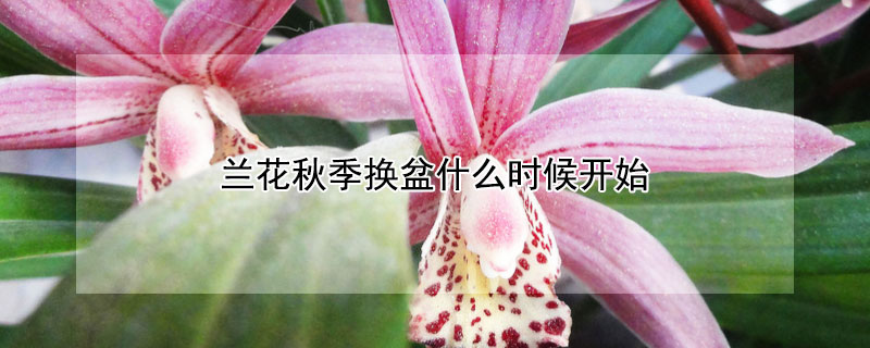 兰花秋季换盆什么时候开始（兰花秋季换盆后什么时候可以施肥）