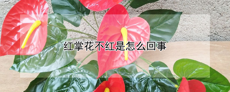 红掌花不红是怎么回事（红掌花不鲜艳是什么原因）