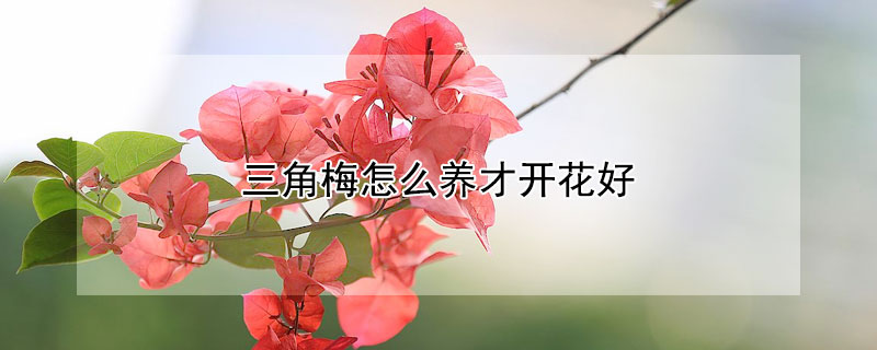 三角梅怎么养才开花好 三角梅怎么养才开花好三角梅什么时候开花