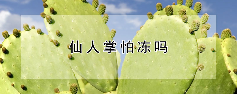 仙人掌怕冻吗（千手观音植物仙人掌怕冻吗）