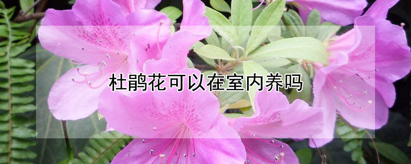 杜鹃花可以在室内养吗（杜鹃花可以在室内养吗有毒吗）