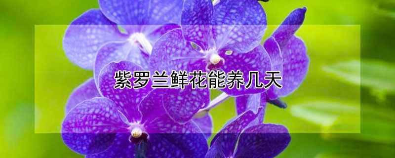 紫罗兰鲜花能养几天（紫罗兰鲜花能养几天吗）