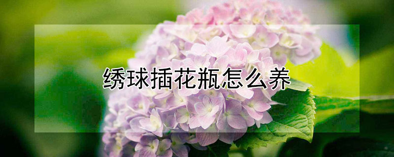 绣球插花瓶怎么养（绣球花插瓶的养护）