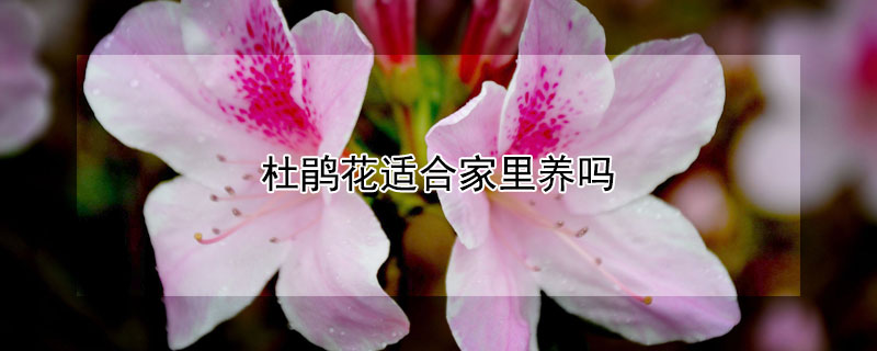 杜鹃花适合家里养吗（杜鹃花适合家里养吗风水）