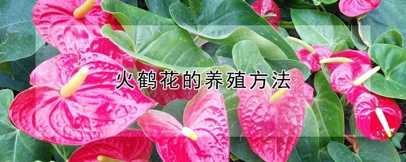 火鹤花的养殖方法（火鹤花的养殖方法喜欢交什么水）