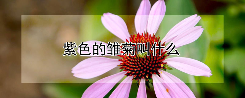 紫色的雏菊叫什么 紫色的雏菊叫什么名字