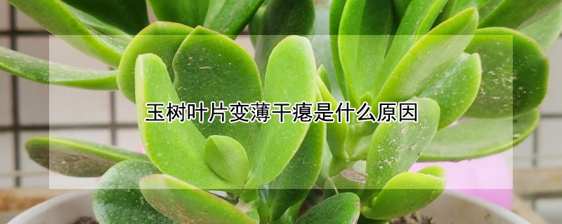 玉树叶片变薄干瘪是什么原因（玉树叶片变薄干瘪是什么原因呢）