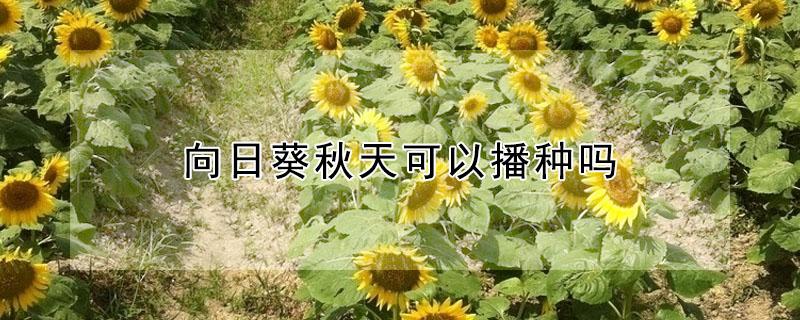 向日葵秋天可以播种吗（向日葵秋天可以播种吗图片）