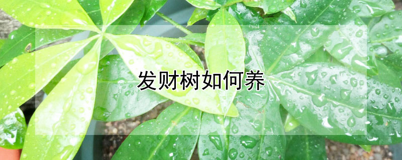 发财树如何养 发财树如何养护和浇水