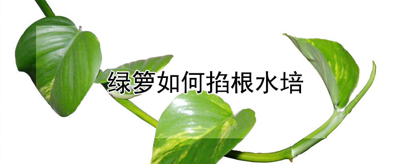 绿箩如何掐根水培（绿箩如何掐根水培植物）