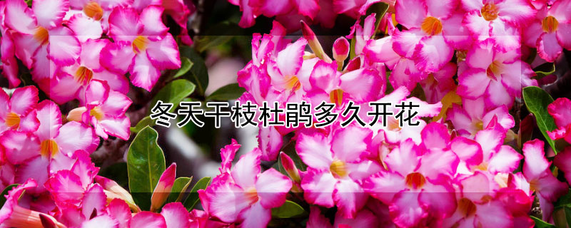 冬天干枝杜鹃多久开花（冬天干枝杜鹃多久开花啊）