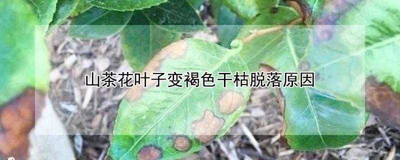 山茶花叶子变褐色干枯脱落原因（山茶花叶子变褐色干枯脱落原因是什么）