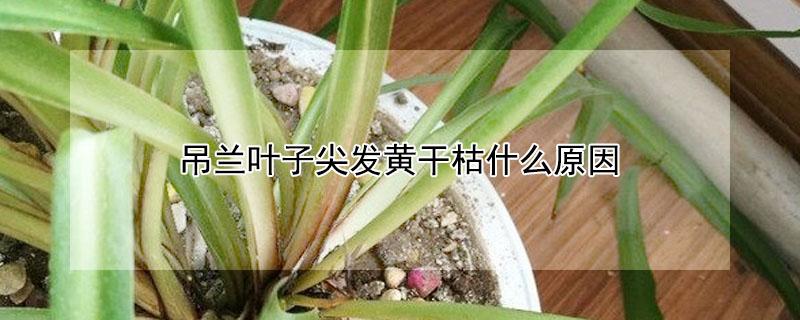 吊兰叶子尖发黄干枯什么原因（吊兰叶子尖发黄干枯什么原因一）