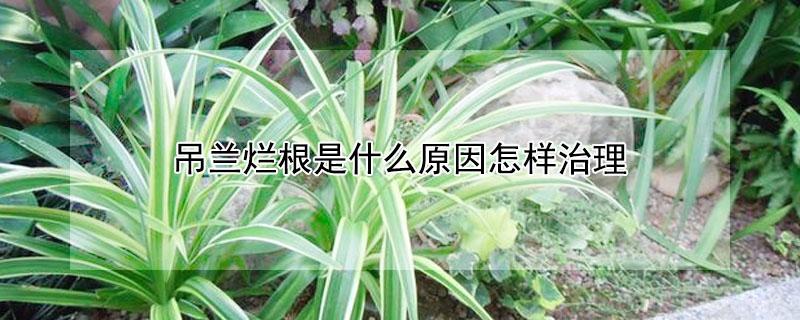 吊兰烂根是什么原因怎样治理（吊兰烂根是什么原因怎样治理好）