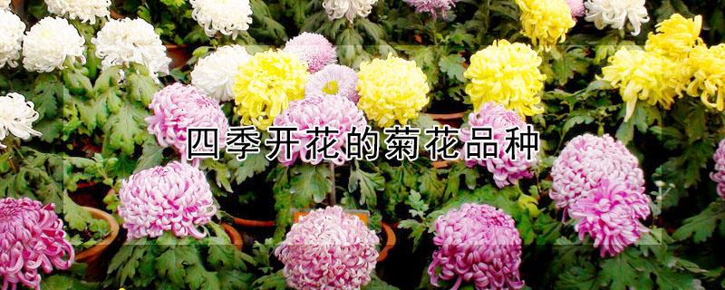 四季开花的菊花品种 菊花有几种品种