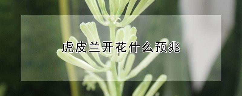 虎皮兰开花什么预兆（虎皮兰开花吗 兆头）