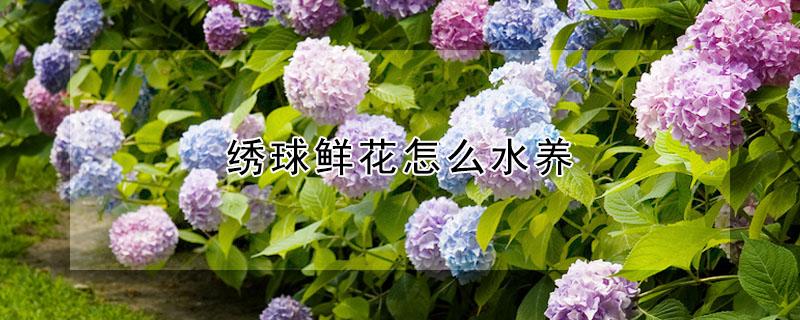 绣球鲜花怎么水养（绣球花如何水养）