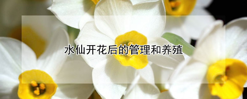 水仙开花后的管理和养殖 水仙开花后咋养殖护理