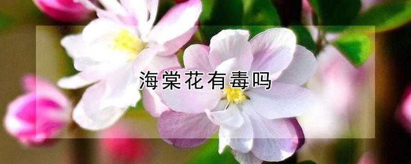 海棠花有毒吗 长寿冠海棠花有毒吗