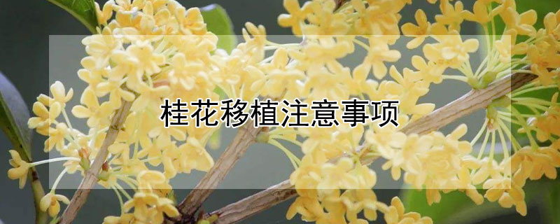 桂花移植注意事项 桂花移植后怎么管理