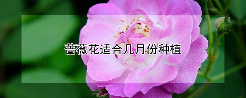 蔷薇花适合几月份种植 蔷薇花适合几月份栽种