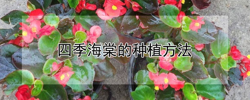 四季海棠的种植方法 四季海棠的种植方法和注意事项