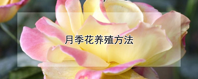 月季花养殖方法 月季花养殖方法 盆栽