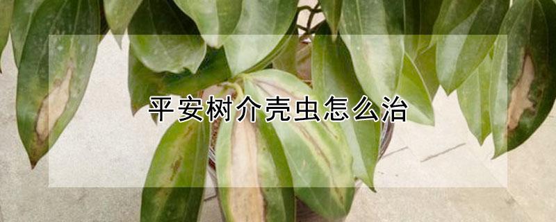 平安树介壳虫怎么治（平安树上的蚧壳虫对人有害吗）