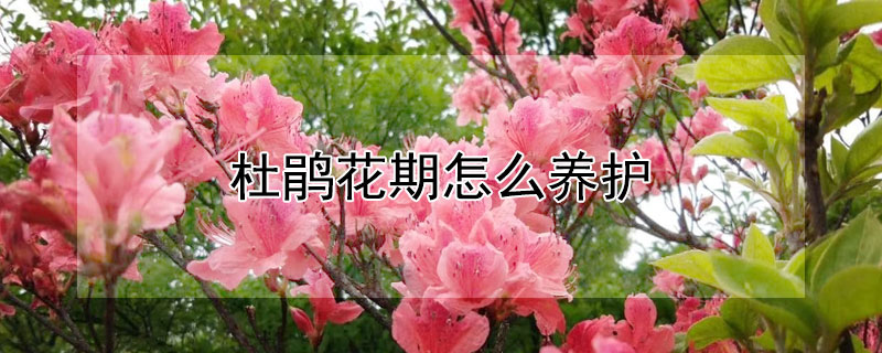 杜鹃花期怎么养护（杜鹃花花期怎么养家庭养法）