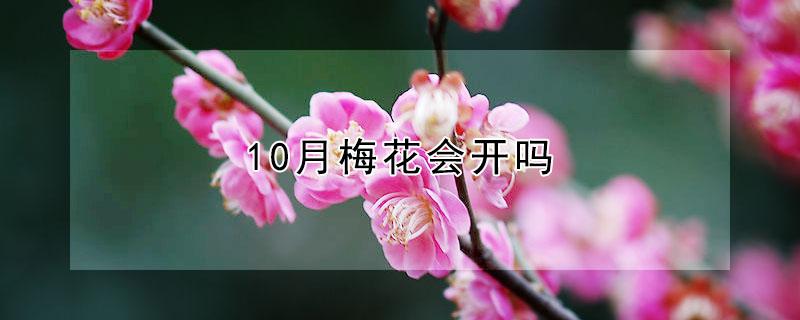 10月梅花会开吗 梅花十月开吗