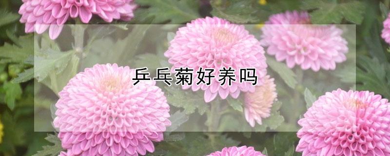 乒乓菊好养吗 彩虹乒乓菊好养吗