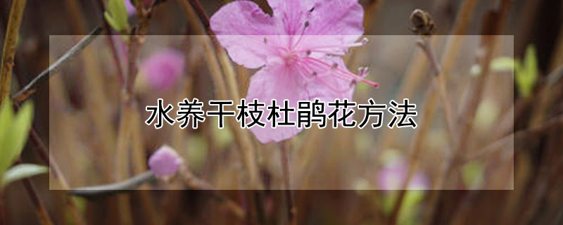 水养干枝杜鹃花方法（水养干枝杜鹃花方法图解）