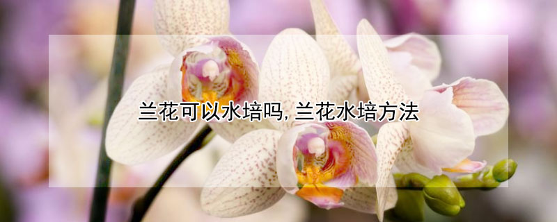 兰花可以水培吗,兰花水培方法 兰花可以水培吗?