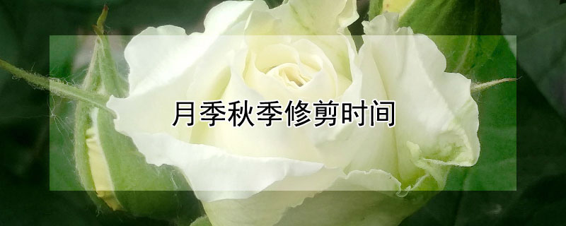 月季秋季修剪时间 月季什么季节修剪最好