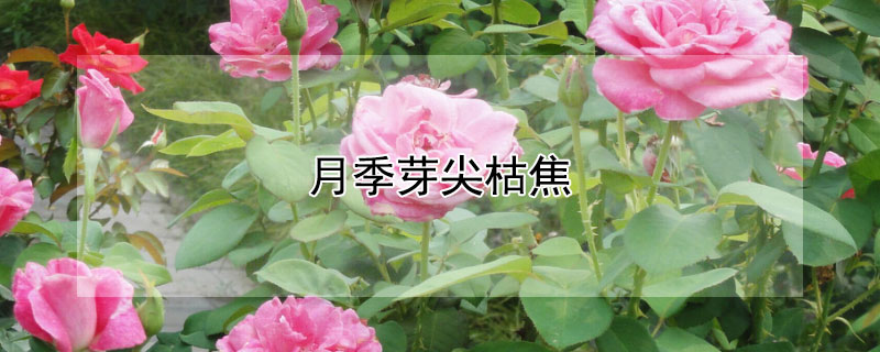 月季芽尖枯焦（月季芽尖枯焦怎么办）