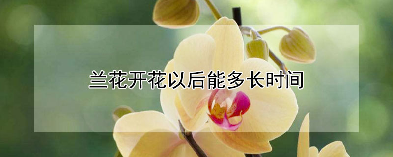 兰花开花以后能多长时间 兰花开花以后能多长时间浇水