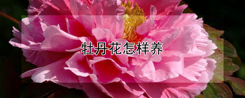 牡丹花怎样养（牡丹花怎样养长得更好）