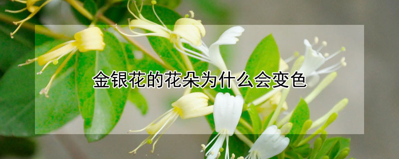 金银花的花朵为什么会变色（金银花的花朵为了什么会变色答案）