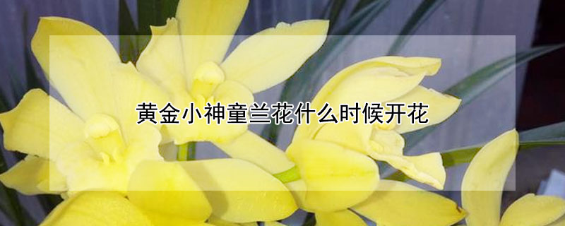 黄金小神童兰花什么时候开花（黄金小神童兰花开花香吗）